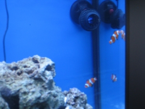 Fishies and Koralia #1