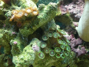 Zoanthids