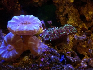 My Rhodactis has moved up the rock and is now killing a head of my candy cane!  I try to live by the motto that "life is hard on the reef," but I don't know if I can stand for this.