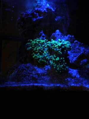 Sideview of the tank with my frogspawn.