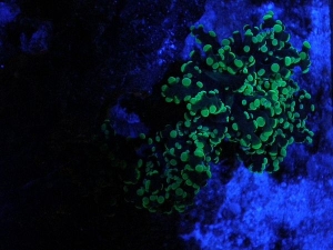 Top view of my frogspawn.