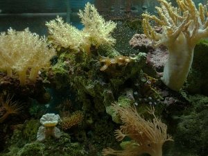 Front of the mini-wall section of my reef.