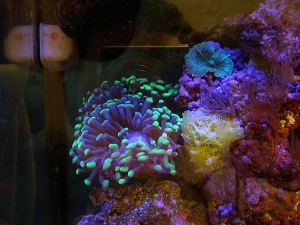 My hammer coral, green mushroom, and an unknown yellow sponge (and a little bit of me in there)