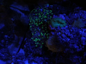 Top view of my Hammer.