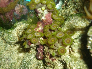 Purple zoas with a flash.