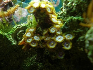 Purple Zoas w/o a flash.