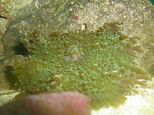 I think this is a Ricordea yuma.