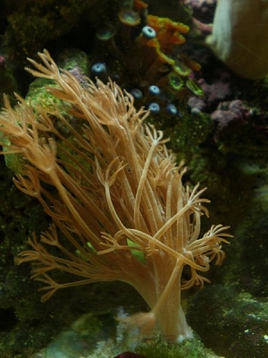 Xenia sp.