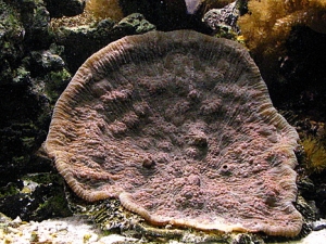 Picture 176
Echynophyllia plate(pink and green)
