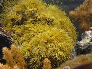 Picture 178
yellow polyp colony