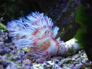 Coco worm