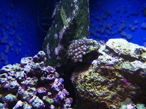 Zoas
