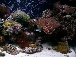 scape1208 001