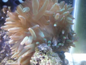 stupied bubble tip killed my open brain, then got sucked up during a H2O.  karma sux