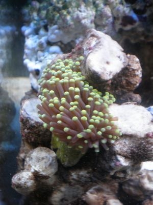 my little torch frag