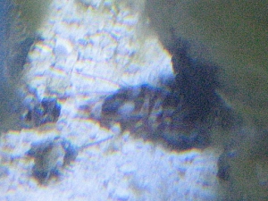 Pistol Shrimp