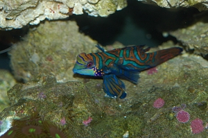 New Mandarin Goby