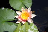 th IMG 0319