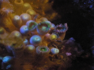 some new zoas at nite
