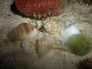 nsnailpile2