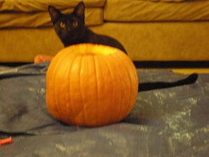 pumpkin and a moe