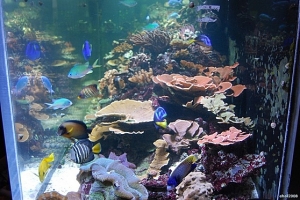 what I wish my tank looked like!