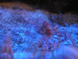 a side view of butterbean