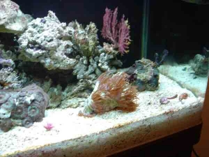 Indonesian Elegance Coral with Horses in the background.