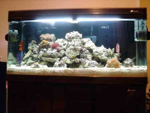 Full Tank shot