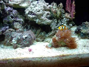 Percula and Indonesian Elegance Coral