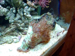 Indonesian Elegance Coral