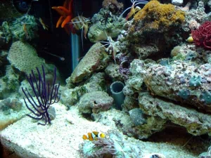Australian Elegance Coral, this is the Percula's favorite.