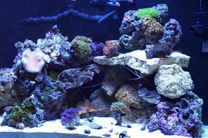 fish 076