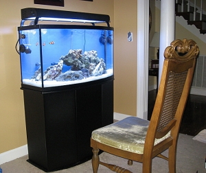3reeftankshot