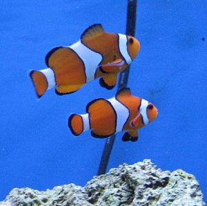First fish - the clowns