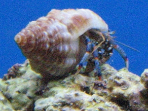 Blue legged hermit crab who took over one of my shells from Sanibel Island