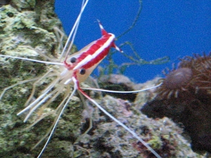 Cleaner shrimp