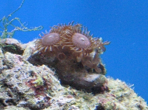 First frag - free zoanthid from LFS