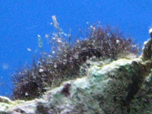 Fuzzy chiton - AKA "Mr. Fuzzy"