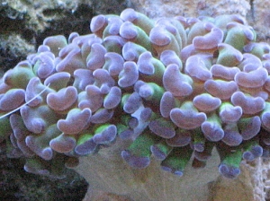 Frogspawn