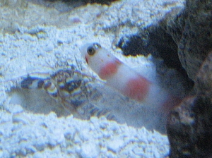 Aurora (pinkbar) goby and pistol shrimp, added 12/31/2008 - our first casualty - the goby vaulted out of the tank and it was too late.  My saddest tank day...