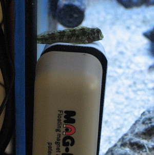 Blenny, who has bonded with the Mag-Float