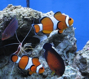 Fish hanging around cleaner shrimp
