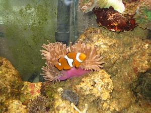 Medium Bubble Tip