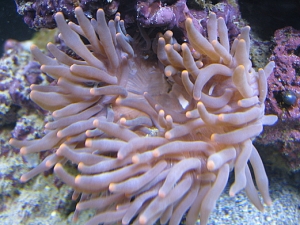 Huge Bubble Tip