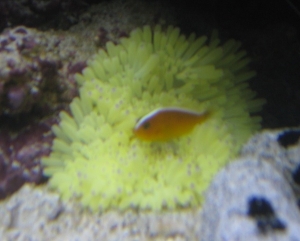 Yellow Sebae