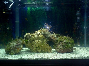 Early stage of my 29Gal setup