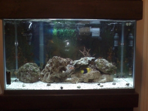 Added more live rock