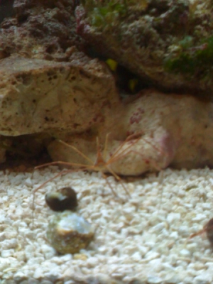 Arrow Crab, that I found out later is a NO NO in reef tanks!