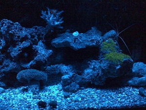 Trying out custom moodlights